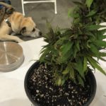 World-CBD-Expo-Pasadena-CBDToday-44